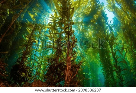 Giant seaweed in the underwater world. Underwater seaweed. Seaweed underwater scene. Giant seaweed underwater