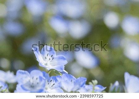 Small flower in full bloom, Nemophila