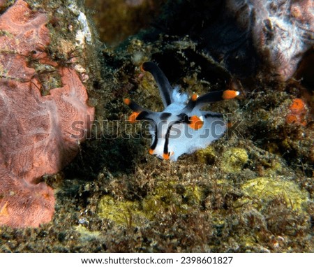 A Thecacera picta nudibranch crawling on soft corals Dauin Philippines