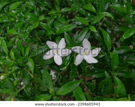 White jasmine flowers that are blooming are beautiful and fragrant to plant in the home environment 