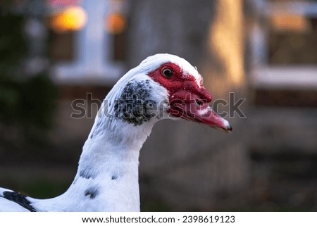 Muscovy duck, close up of a friendly duck, Cairina moschata, Anseriformes order, Anatidae family, Muscovies are also considered the smartest duck breed, high quality pictures.