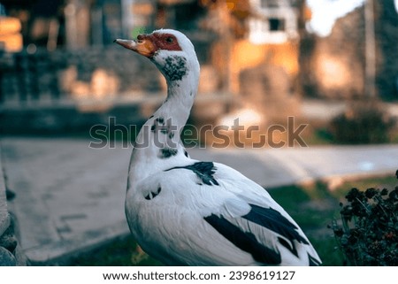 Muscovy duck, close up of a friendly duck, Cairina moschata, Anseriformes order, Anatidae family, Muscovies are also considered the smartest duck breed, high quality pictures.