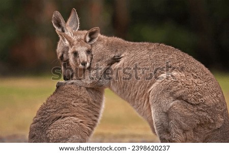 Kangaroo mother and baby hug