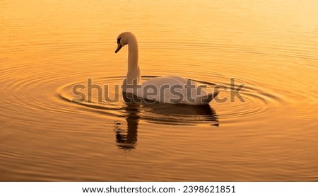 Picture of a swan in loch lomond