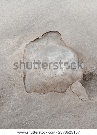 A picture of a jellyfish on the sand during the day. A jellyfish that was swept away by the waves and ended up on the beach sand. 