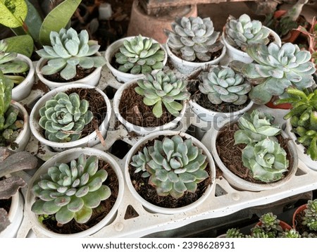 Closeup Potted various succulent plants on deck top view Royalty-Free Stock Photo #2398628931