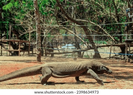 Komodo dragon (Varanus komodoensis) is a species of large monitor lizard found on Komodo Island, Komodo National Park, East Nusa Tenggara, Indonesia.