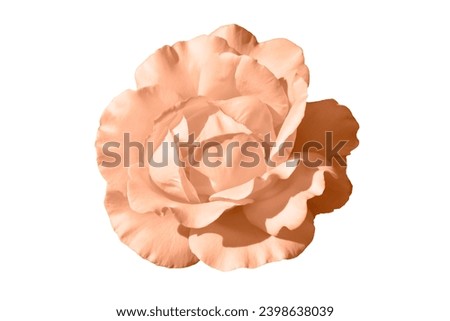 One blooming flower of delicate peach fuzz colored rose isolated on white background. Close-up. Element of design. Royalty-Free Stock Photo #2398638039