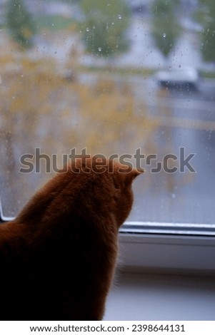 red fluffy cat looks out the window. cloudy weather outside the window. rain. the cat sits on the windowsill and looks out the window