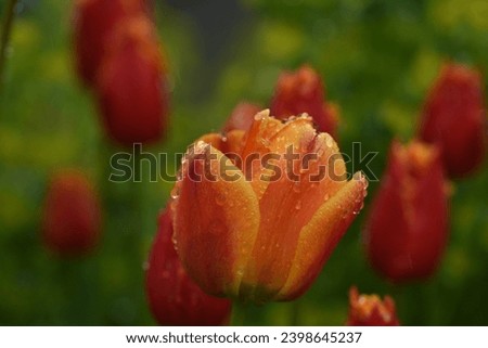 Picture of tulip in garden during summer
