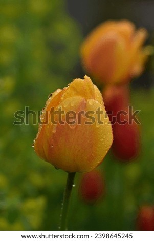 Picture of tulip in garden during summer