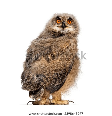 Back view on a One month Eurasian Eagle-Owl chick turning his head towards the camera, isolated on white