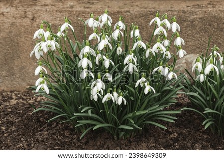 Group of snowdrop flowers galanthus nivalis Royalty-Free Stock Photo #2398649309