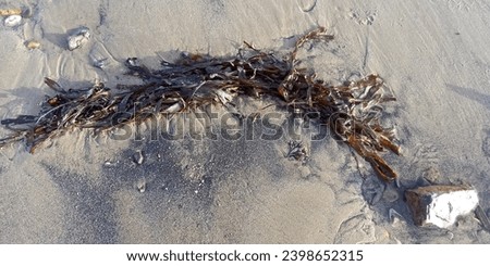 Brown seaweed and stones in wet beach sand. Royalty-Free Stock Photo #2398652315