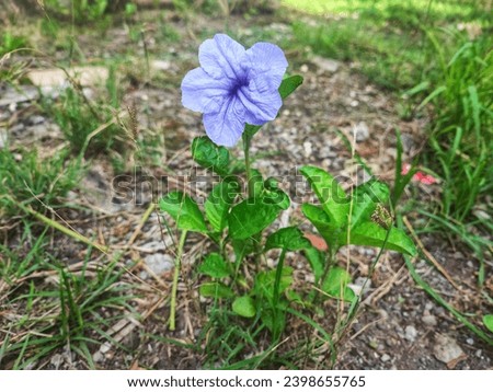 Wild purple Kencana or pletekan (Ruellia tuberosa) is a purple shrub that has dry seeds that explode when exposed to water. Wild purple Kencana is a species of flowering plant that belongs to the Acan Royalty-Free Stock Photo #2398655765