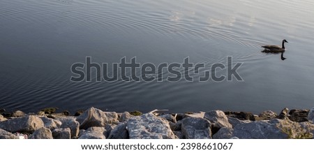 a goose on a lake rippling water near some stones