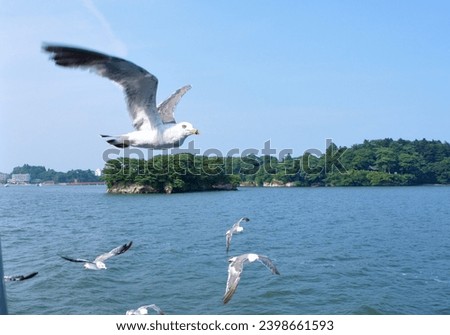 Black-headed gull in Matsushima, Miyagi prefecture (flying birds)  Royalty-Free Stock Photo #2398661593