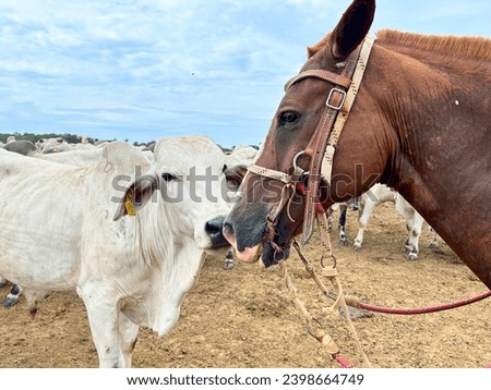 horse looking for herd in brazi Royalty-Free Stock Photo #2398664749