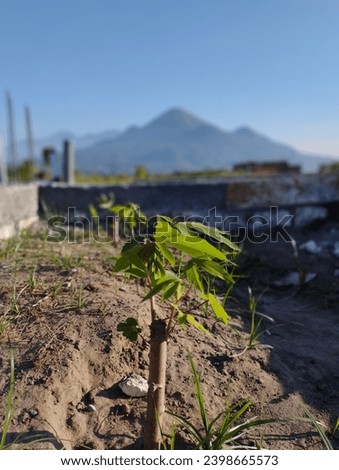Photo of a young cassava tree with a blurred background.
