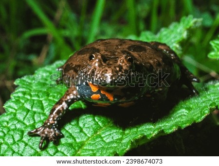 The European fire-bellied toad (Bombina bombina), endangered Red List amphibian species in the wild, south Ukraine Royalty-Free Stock Photo #2398674073
