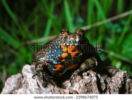 The European fire-bellied toad (Bombina bombina), endangered Red List amphibian species in the wild, south Ukraine Royalty-Free Stock Photo #2398674075