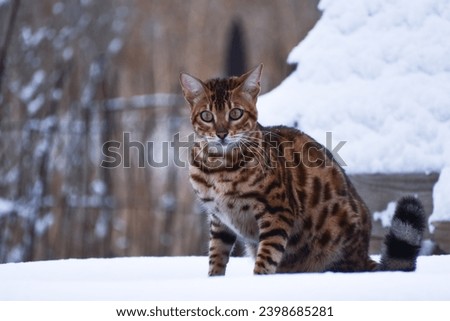 Bengal cat outdoors in winter snowy weather, photo