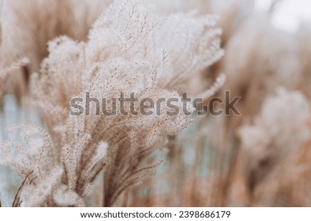 Abstract natural background of soft plants Cortaderia selloana. Pampas grass on a blurry bokeh, Dry reeds boho style. Fluffy stems of tall grass in winter