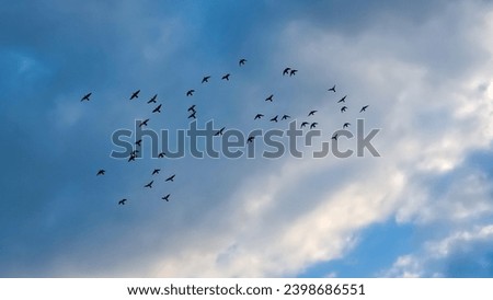 Beautiful white clouds on deep blue sky background. Elegant blue sky picture in daylight. Big glowing soft white fluffy clouds in the blue sky background. Cumulus clouds. Pigeons are flying in the air