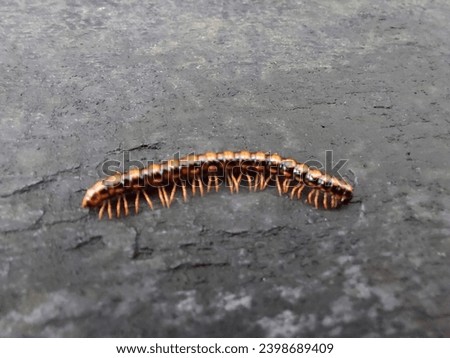 (Paradoxosomatidae) Helicorthomorpha holstii, Taiwan Polydesmida Royalty-Free Stock Photo #2398689409