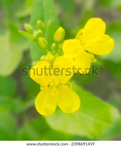 The yellow mustard flowers. The flowers looks very beautiful and if there is a sunset with it. You can use it as per your need.