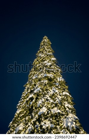 A beautiful large Christmas tree covered with white snow against a navy blue sky. Perfect background for a Christmas card