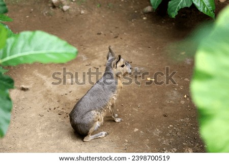The Patagonian mara (Dolichotis patagonum) is a relatively large rodent in the mara genus Dolichotis. It is also known as the Patagonian cavy or Patagonian hare Royalty-Free Stock Photo #2398700519