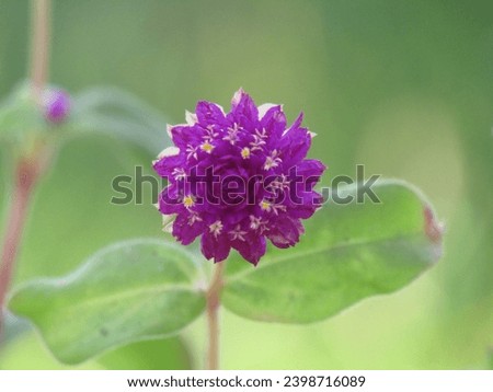 Close up picture of globe amaranth flowers.