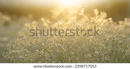 Small flowers in the morning in winter. Panoramic image For background or banner