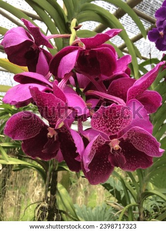 The Thai orchid is a symbol of beauty and the distinctive cultural heritage of Thailand. It boasts unique characteristics, varying in flower shapes, colors, and patterns on the petals.
