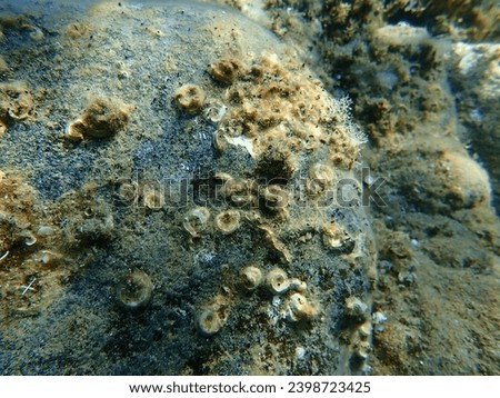 Tubeworm polychaete or bristleworm, spiral tubeworms (Janua heterostropha) undersea, Aegean Sea, Greece, Halkidiki