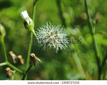 
Cyanthillium Flower. White Flower Picture. Outdoor Flower Garden. 
