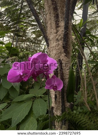 Purple orchids are blooming in the garden