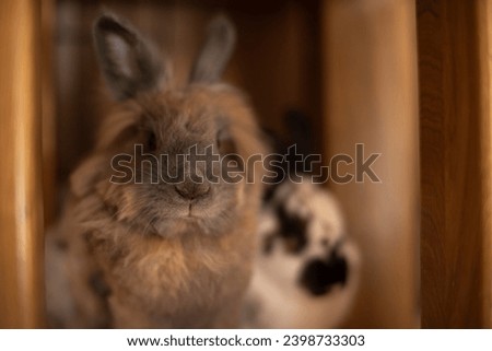 A brown lionhead bunny stands in front of the camera, posing for a photo. White domestic bunny in the background. They are brother and sister, and are house bunnies. Long hair, which is soft.