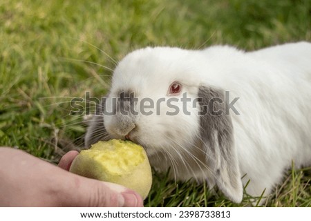 White Holland Lop Rabbit Bunny Albino Californian Siamese Red Eyes Flop Ear Close Up Eating Peach Nibbling Royalty-Free Stock Photo #2398733813