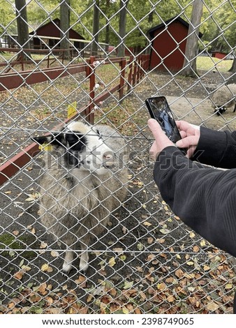 Baby goats and sheep in cages Royalty-Free Stock Photo #2398749065