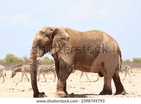 Large African Elephant walking on the dry plains with Zebras in the background