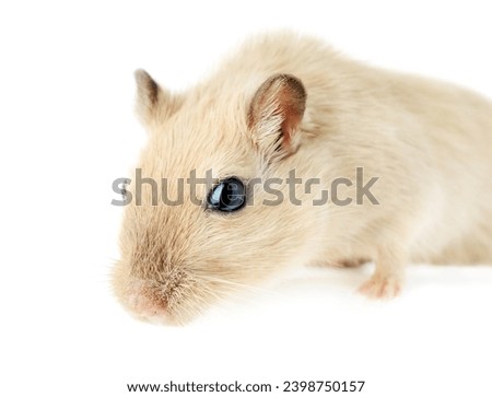 Close-up of a curious cream-colored gerbil looking forward with curiosity, isolated on white background