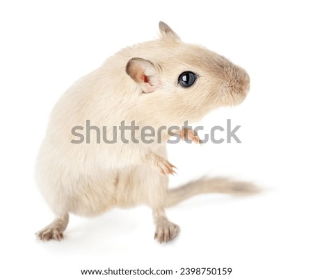Alert and curious pet gerbil in a dynamic funny pose standing on its hind legs isolated on white background 