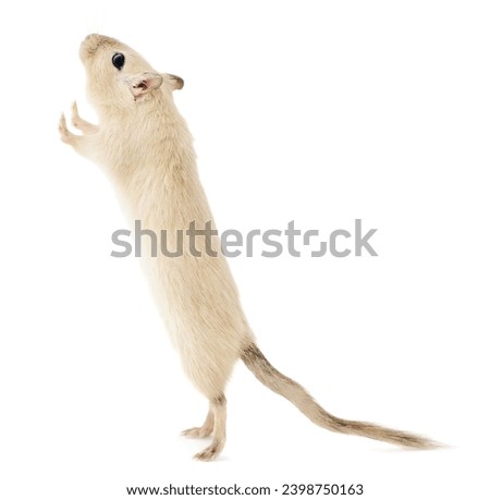 Beige pet gerbil standing upright on its hind legs looking up with curious expression, isolated on white background