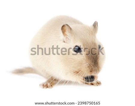 Cute Siamese pet gerbil nibbling on a seed, isolated on white background