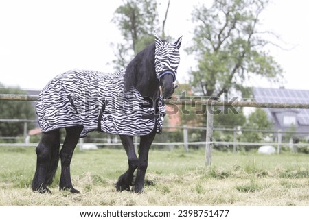 Horse wearing fly-mask and fly-rug Royalty-Free Stock Photo #2398751477