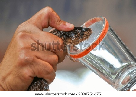 Milking cobra snake venom in Thailand Royalty-Free Stock Photo #2398751675