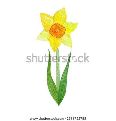 hand drawn watercolor illustration of daffodils, Picture for cards and banners, invitations. Illustration of spring flowers, primroses, Narcissus