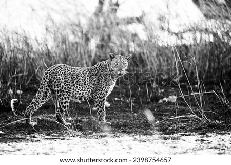 Leopards in African national parks (Botswana, Namibia, Zambia, South Africa, Zimbabwe)